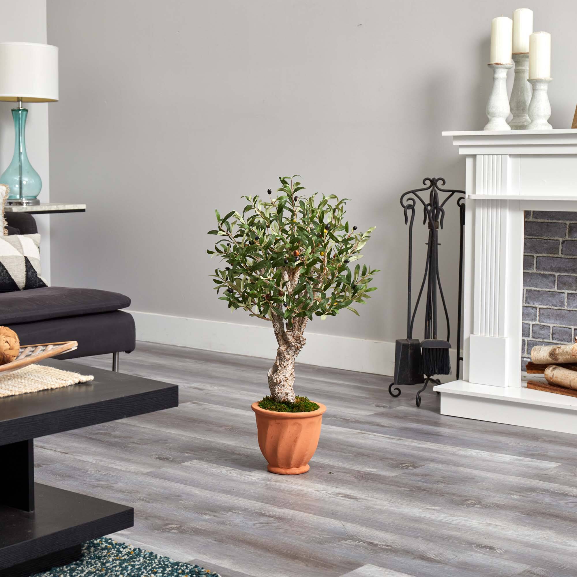 3ft. Olive Tree in Terracotta Planter